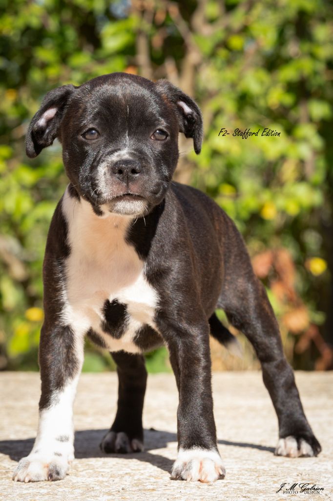 Of Stafford Edition - Chiot disponible  - Staffordshire Bull Terrier