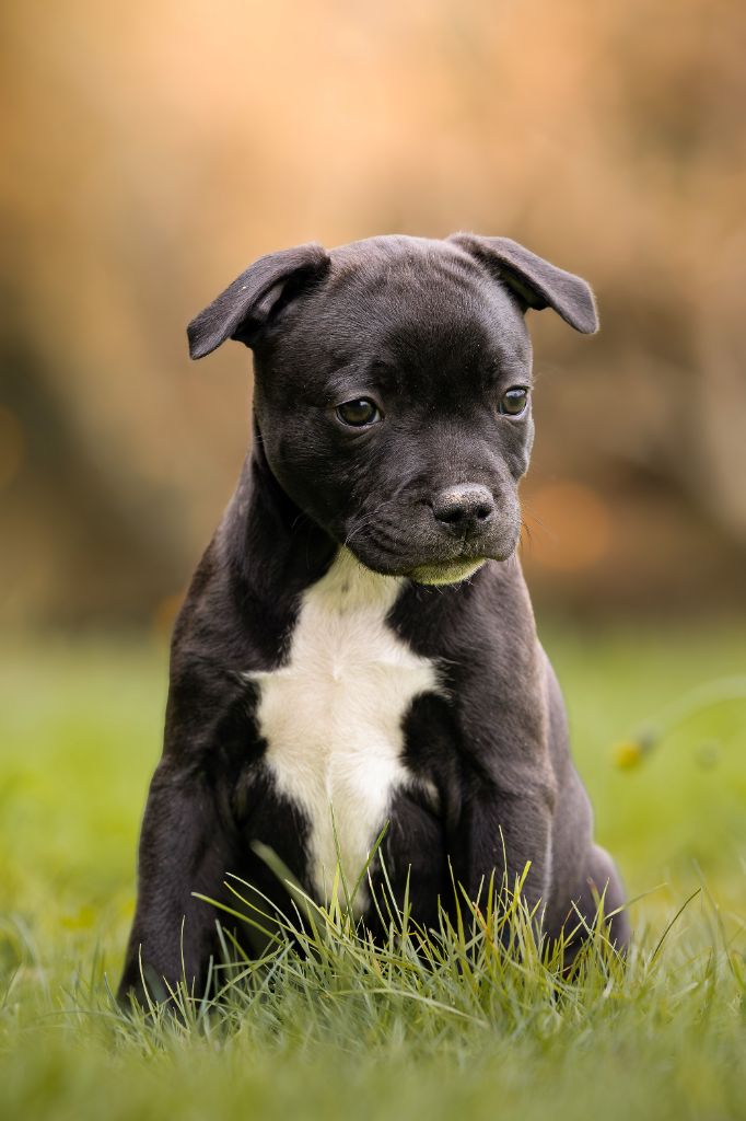 chiot Staffordshire Bull Terrier Of Stafford Edition