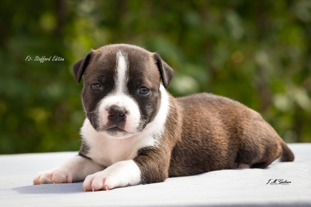 chiot Staffordshire Bull Terrier Of Stafford Edition