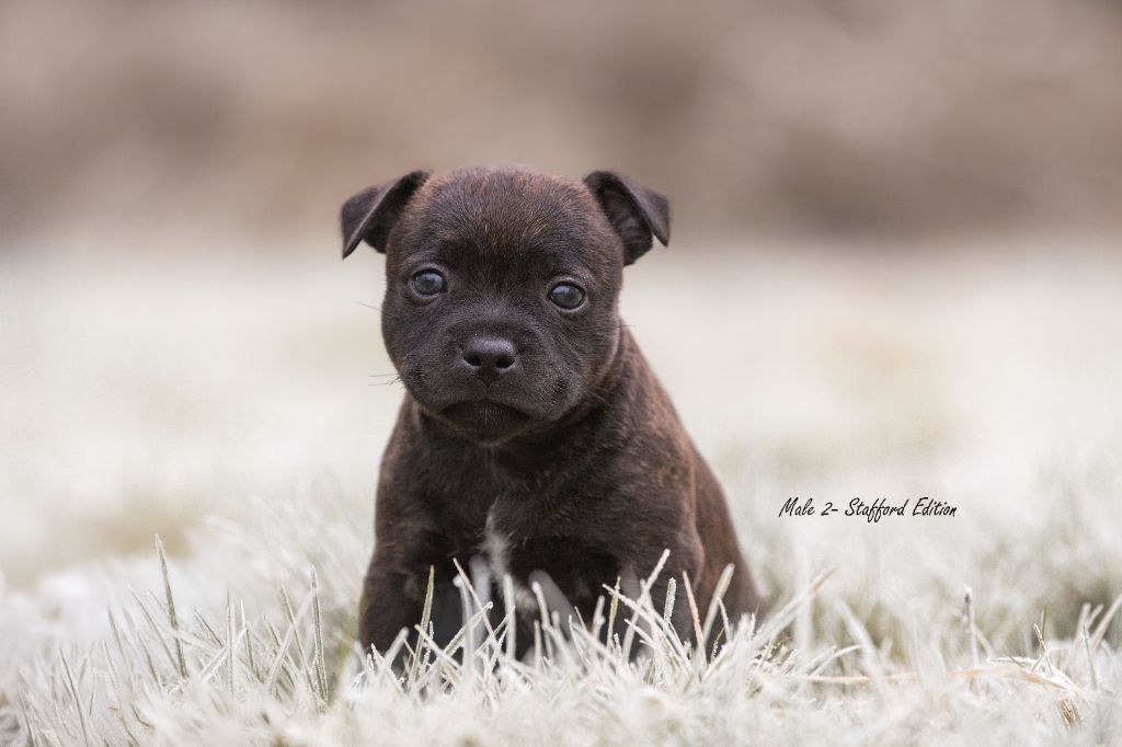 Of Stafford Edition - Chiot disponible  - Staffordshire Bull Terrier