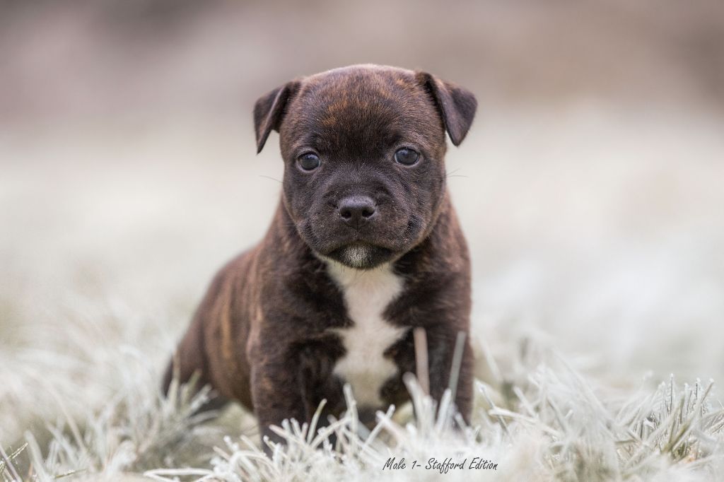 Of Stafford Edition - Chiot disponible  - Staffordshire Bull Terrier