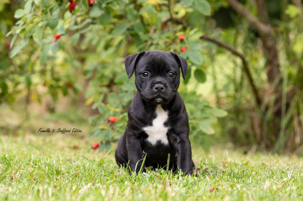 chiot Staffordshire Bull Terrier Of Stafford Edition
