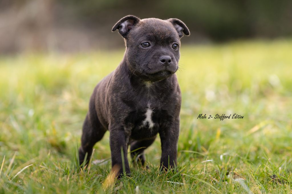 Of Stafford Edition - Chiot disponible  - Staffordshire Bull Terrier