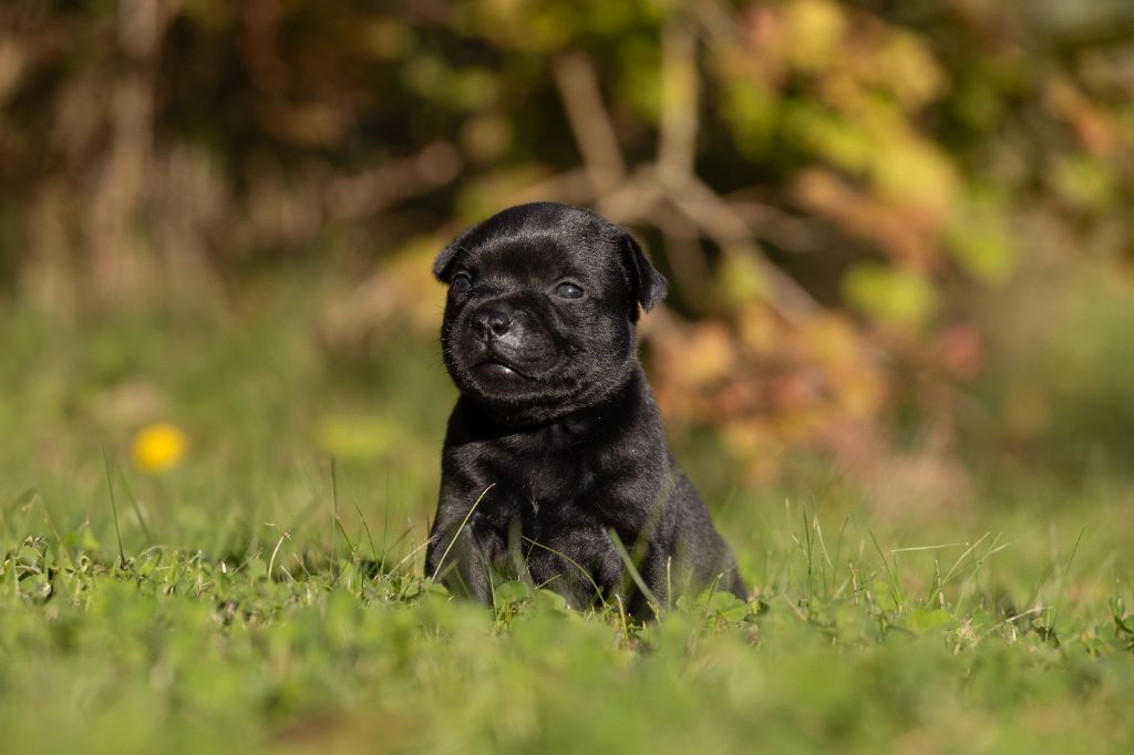 chiot Staffordshire Bull Terrier Of Stafford Edition