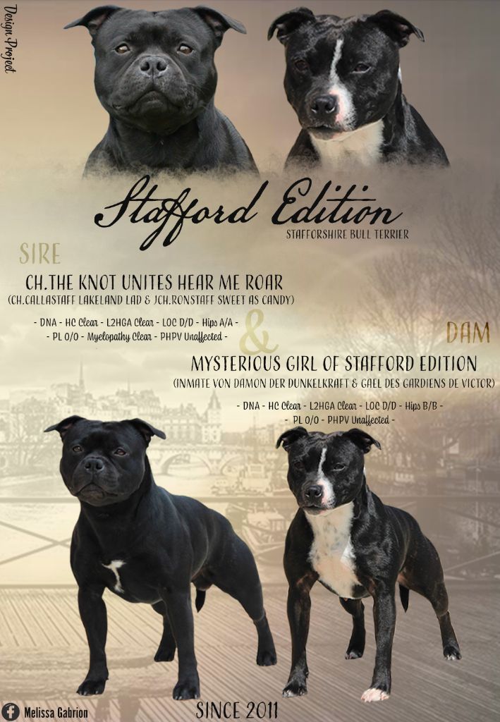 Of Stafford Edition - Staffordshire Bull Terrier - Portée née le 21/08/2019