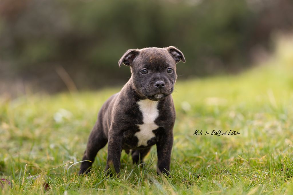 Of Stafford Edition - Chiot disponible  - Staffordshire Bull Terrier