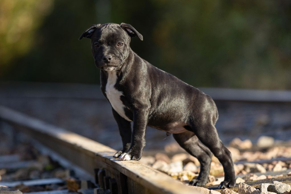 Of Stafford Edition - Chiot disponible  - Staffordshire Bull Terrier