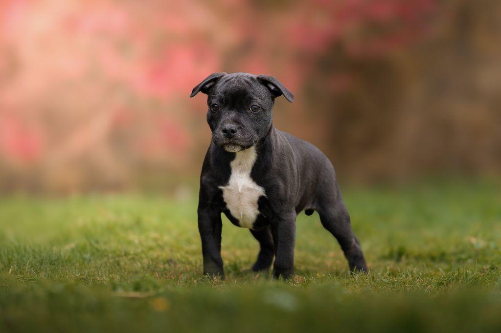 Of Stafford Edition - Chiot disponible  - Staffordshire Bull Terrier