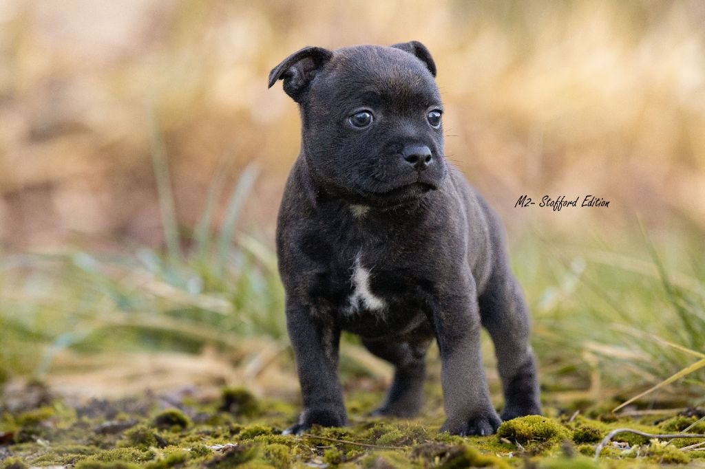 Of Stafford Edition - Chiot disponible  - Staffordshire Bull Terrier