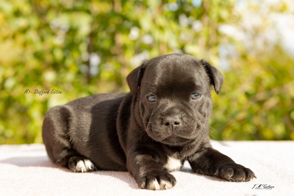 Of Stafford Edition - Chiot disponible  - Staffordshire Bull Terrier