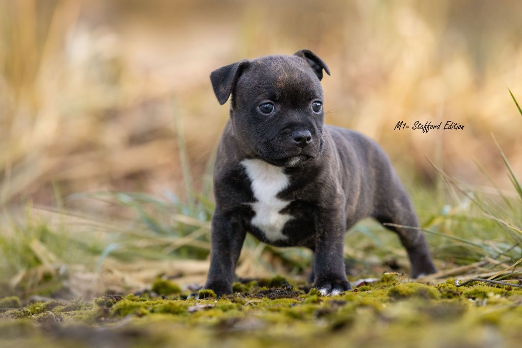 Of Stafford Edition - Chiot disponible  - Staffordshire Bull Terrier