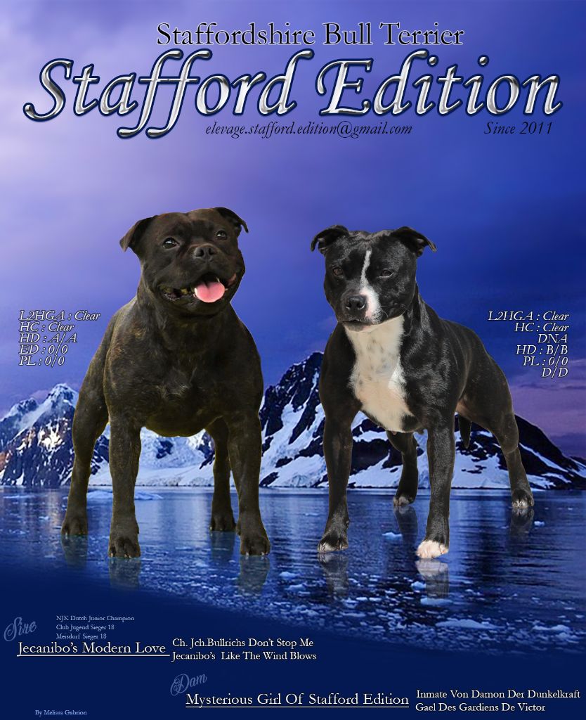 Of Stafford Edition - Staffordshire Bull Terrier - Portée née le 02/08/2021