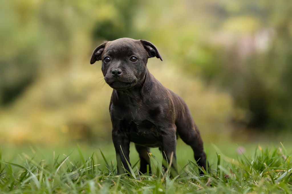 Chiots Staffordshire Bull Terrier LOF