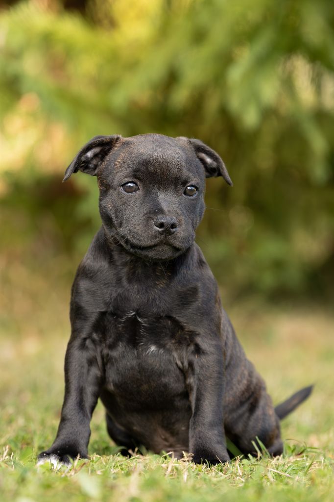 Chiots Staffordshire Bull Terrier LOF 
