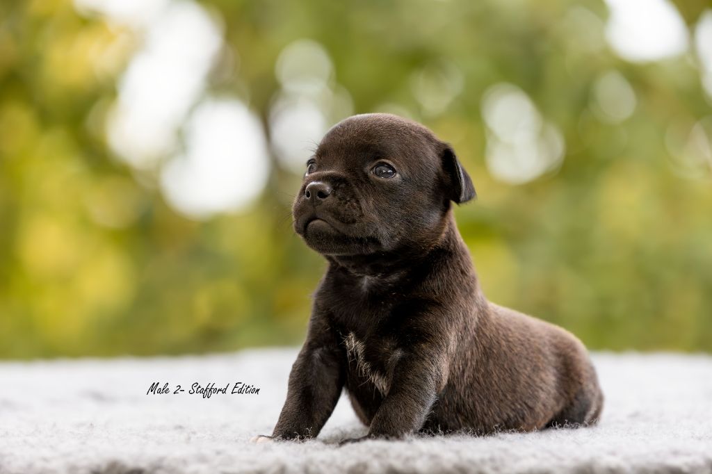 Chiots Staffordshire Bull Terrier 