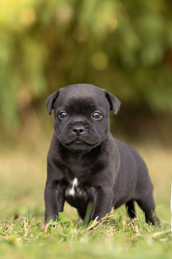 Of Stafford Edition - Chiots disponibles - Staffordshire Bull Terrier