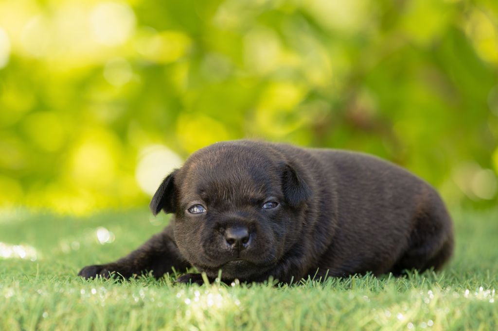 Of Stafford Edition - Chiots disponibles - Staffordshire Bull Terrier