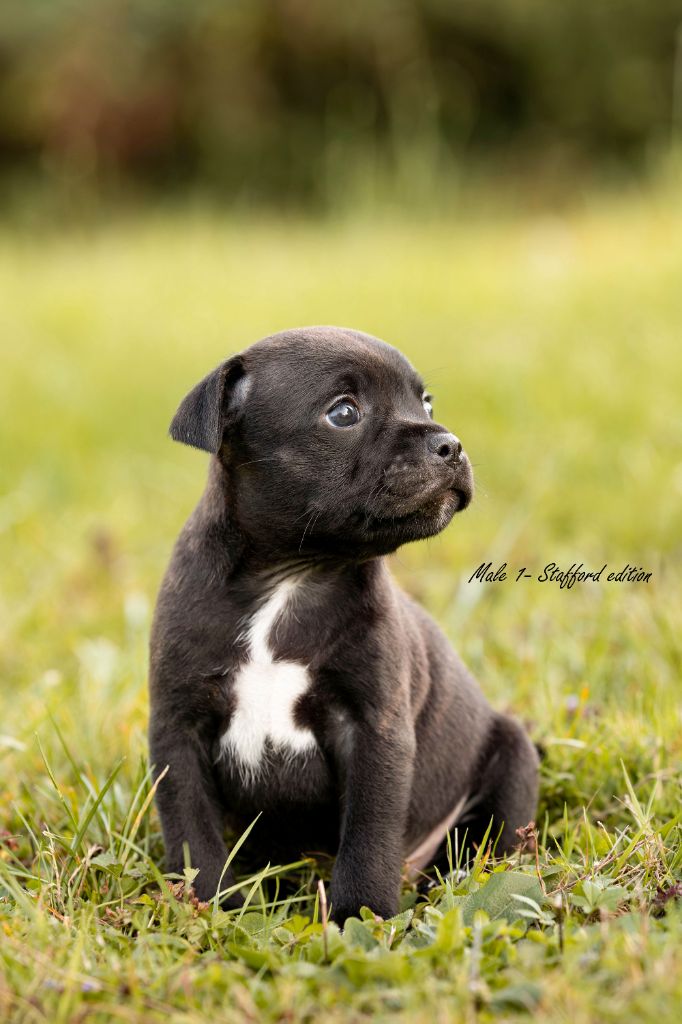 Chiot Staffordshire Bull Terrier Of Stafford Edition