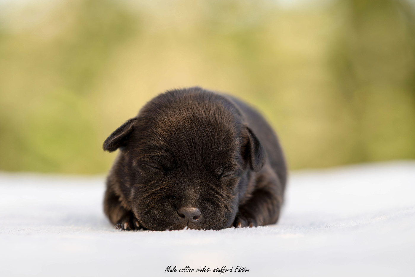 Of Stafford Edition - Chiots disponibles - Staffordshire Bull Terrier