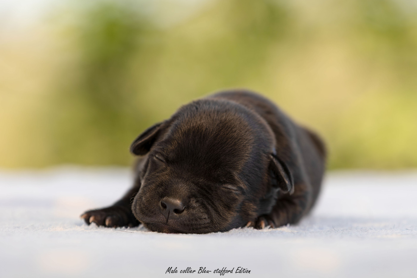 Of Stafford Edition - Chiots disponibles - Staffordshire Bull Terrier