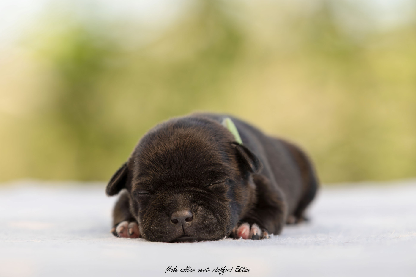 Of Stafford Edition - Chiots disponibles - Staffordshire Bull Terrier