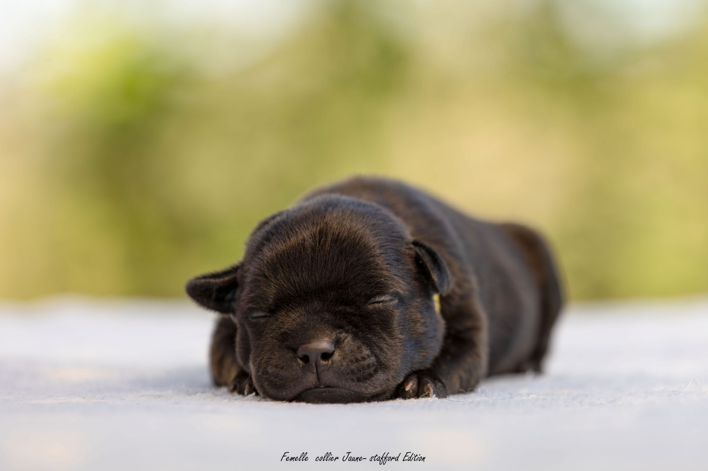 Of Stafford Edition - Chiots disponibles - Staffordshire Bull Terrier