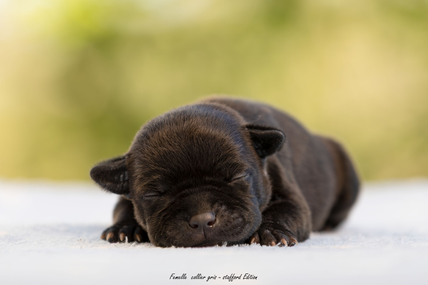 Of Stafford Edition - Chiots disponibles - Staffordshire Bull Terrier