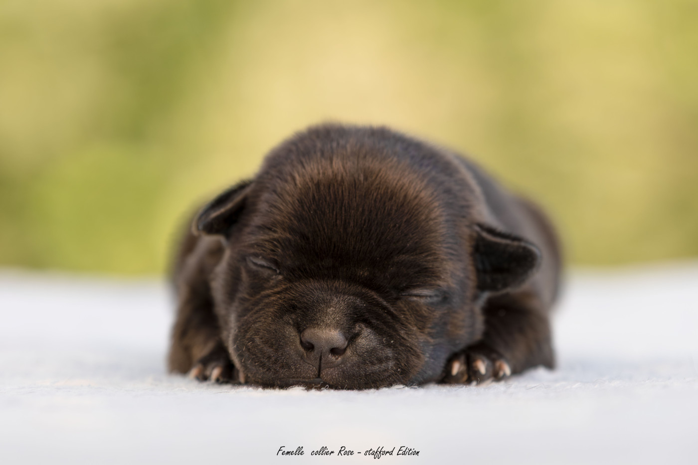 Of Stafford Edition - Chiots disponibles - Staffordshire Bull Terrier