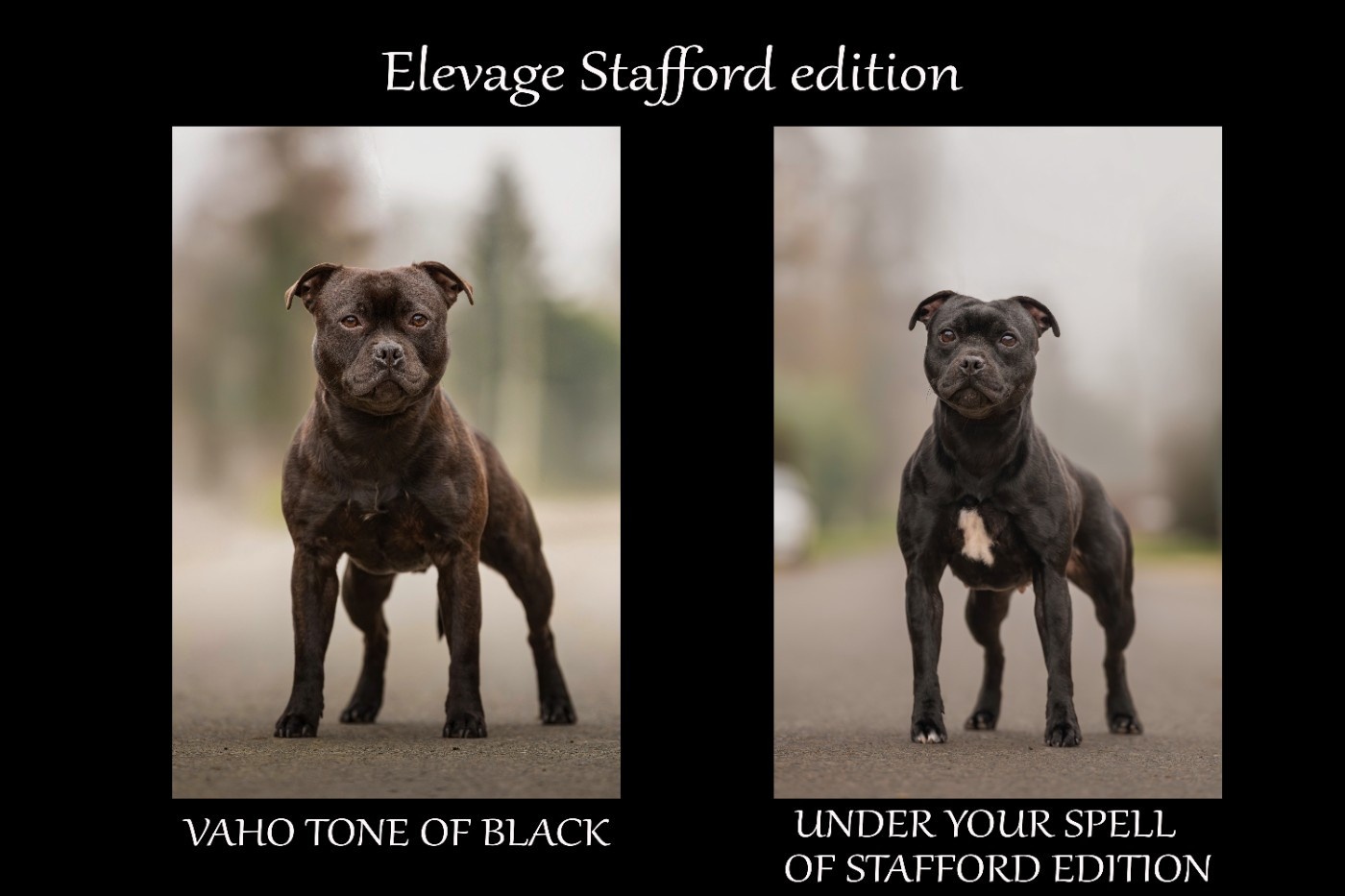 Chiot Staffordshire Bull Terrier Of Stafford Edition