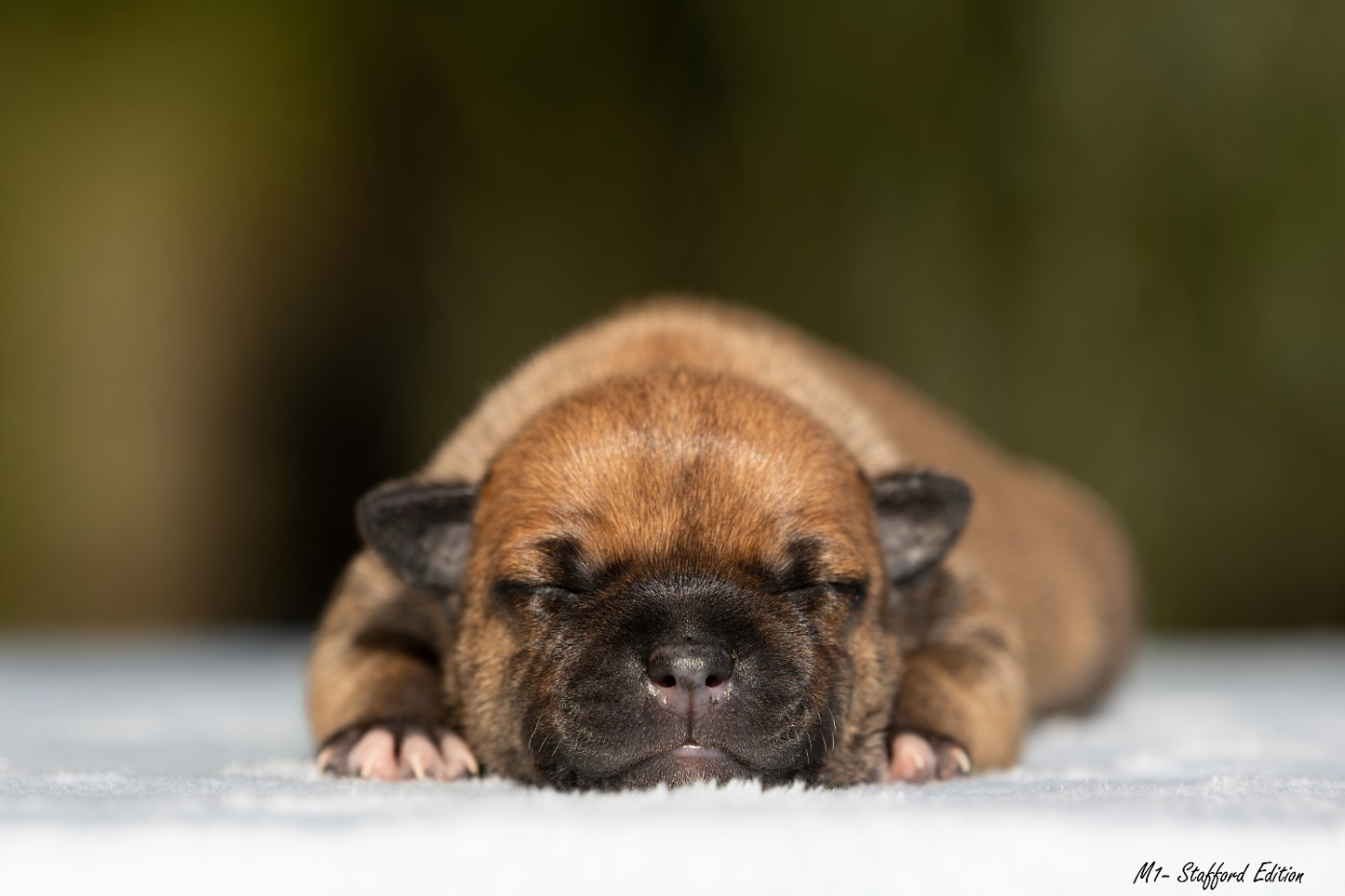 Of Stafford Edition - Chiots disponibles - Staffordshire Bull Terrier