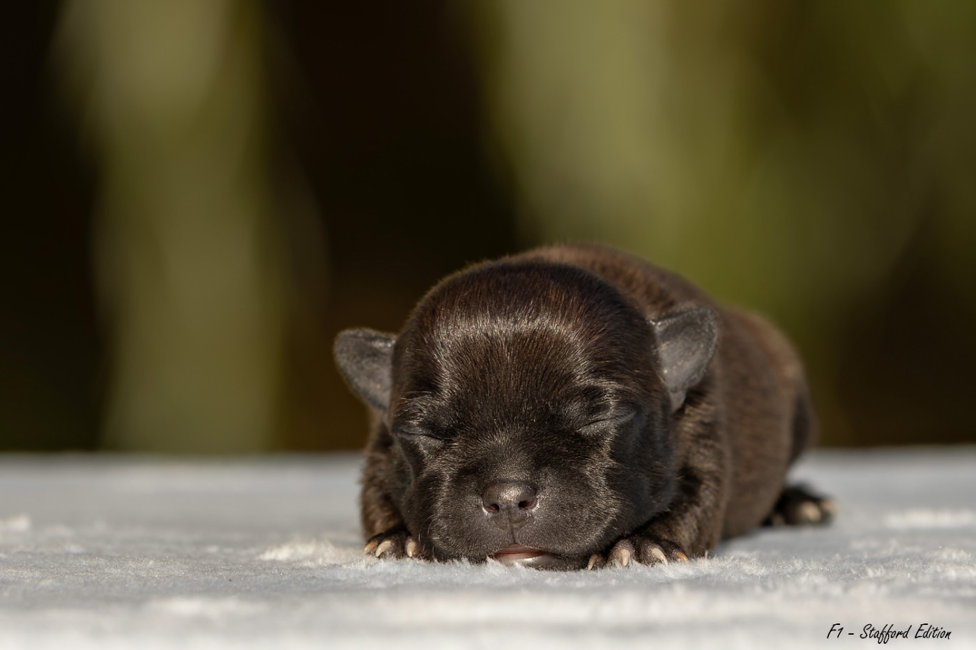 Of Stafford Edition - Chiots disponibles - Staffordshire Bull Terrier