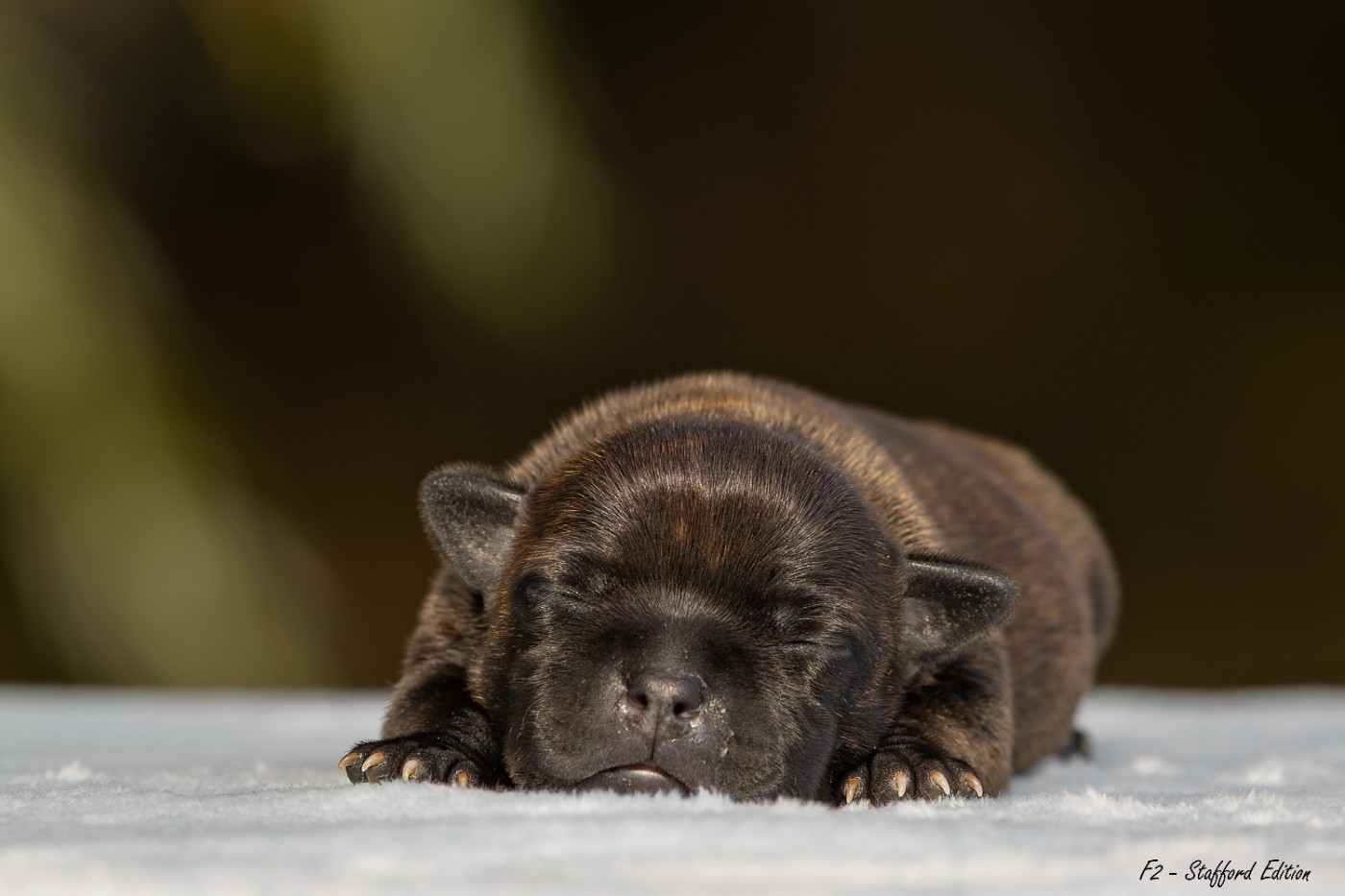 Of Stafford Edition - Chiots disponibles - Staffordshire Bull Terrier