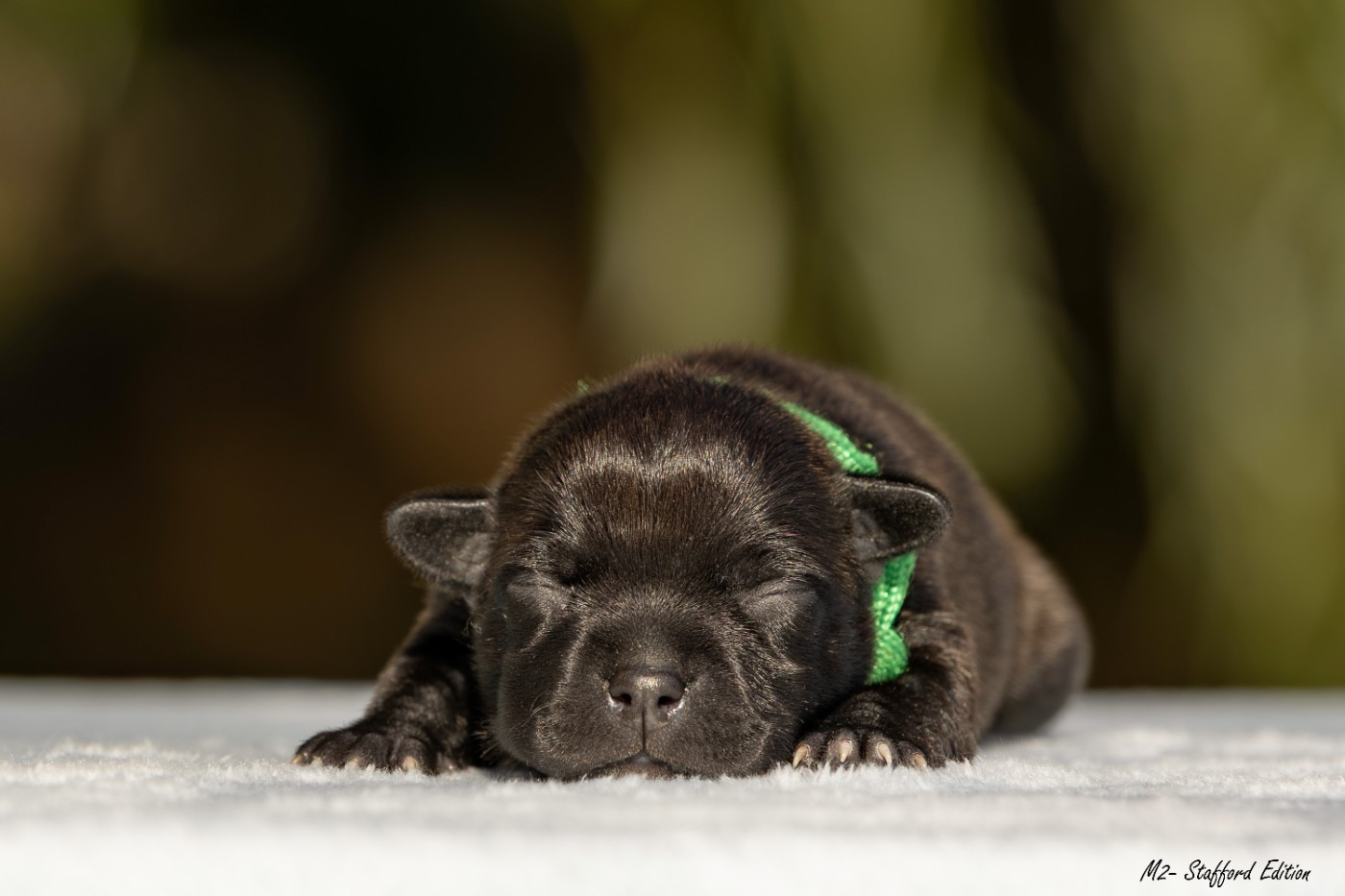 Of Stafford Edition - Chiots disponibles - Staffordshire Bull Terrier
