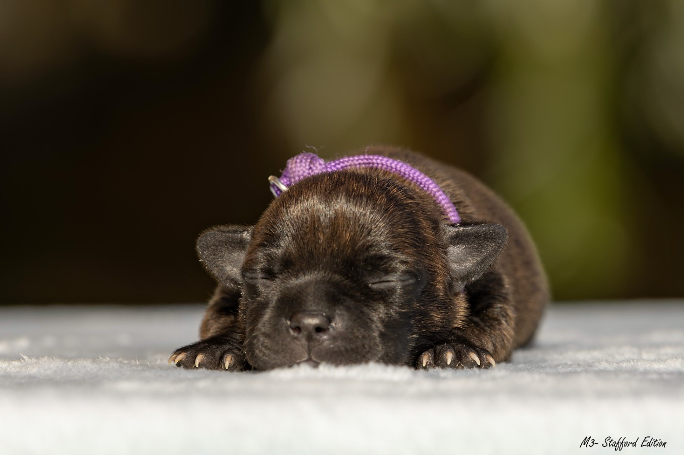 Of Stafford Edition - Chiots disponibles - Staffordshire Bull Terrier