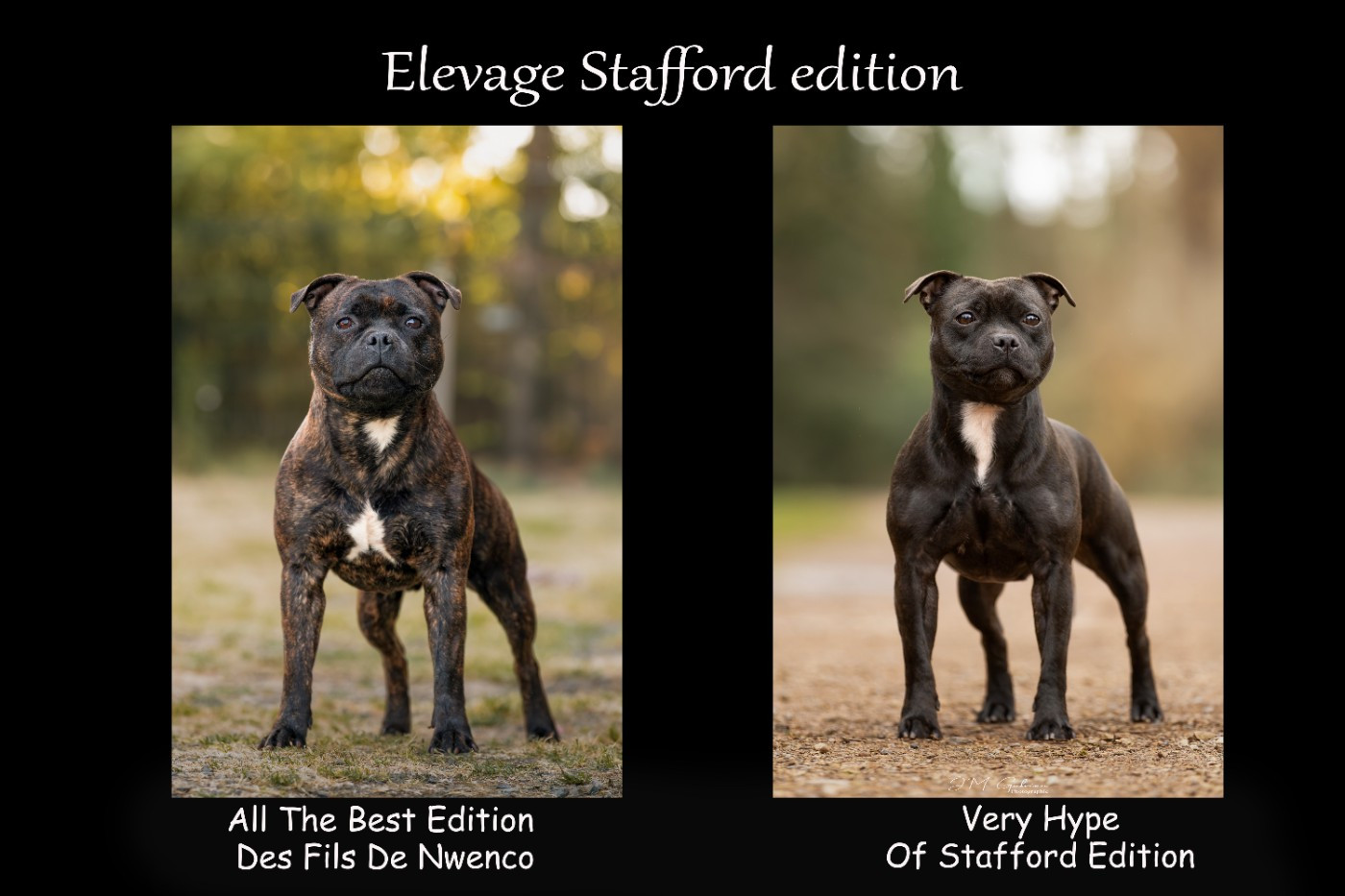 Chiot Staffordshire Bull Terrier Of Stafford Edition