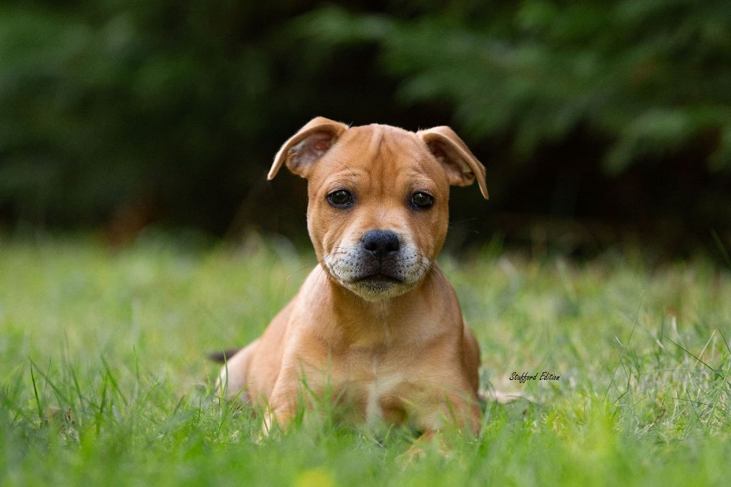 Of Stafford Edition - Staffordshire Bull Terrier - Portée née le 19/07/2023