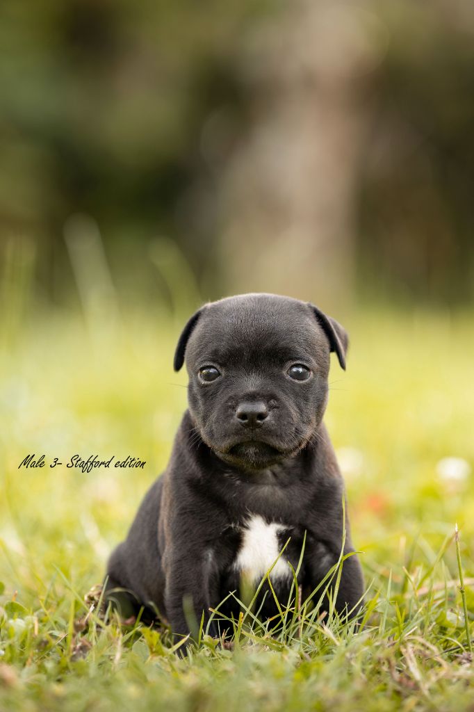Of Stafford Edition - Chiots disponibles - Staffordshire Bull Terrier