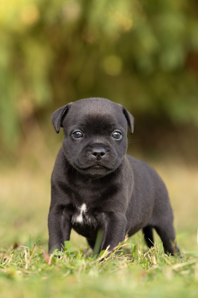 Chiot Staffordshire Bull Terrier Of Stafford Edition