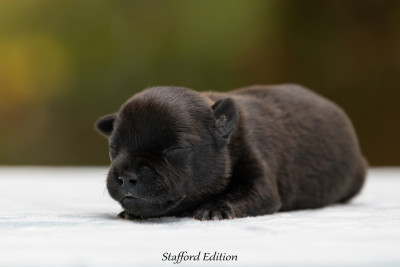 CHIOT 2
