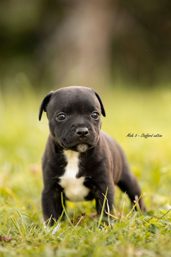 Of Stafford Edition - Chiots disponibles - Staffordshire Bull Terrier
