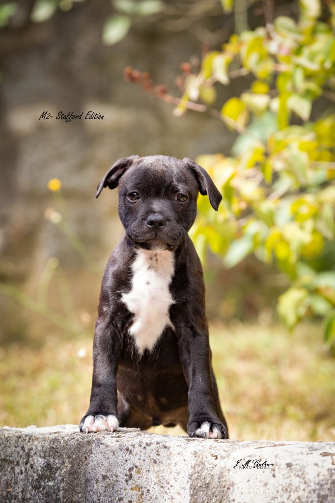 Chiot Staffordshire Bull Terrier Of Stafford Edition