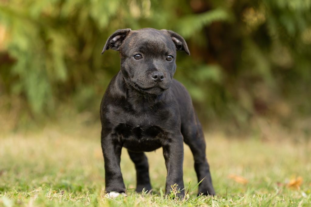 Of Stafford Edition - Staffordshire Bull Terrier - Portée née le 07/08/2025