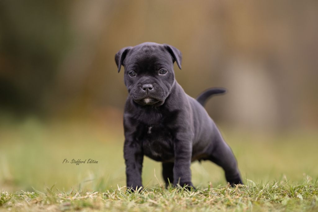 Of Stafford Edition - Staffordshire Bull Terrier - Portée née le 28/01/2025