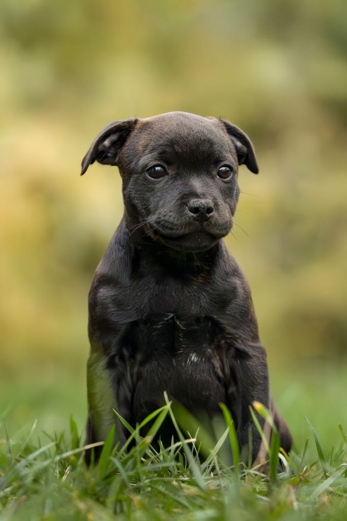 Of Stafford Edition - Chiots disponibles - Staffordshire Bull Terrier